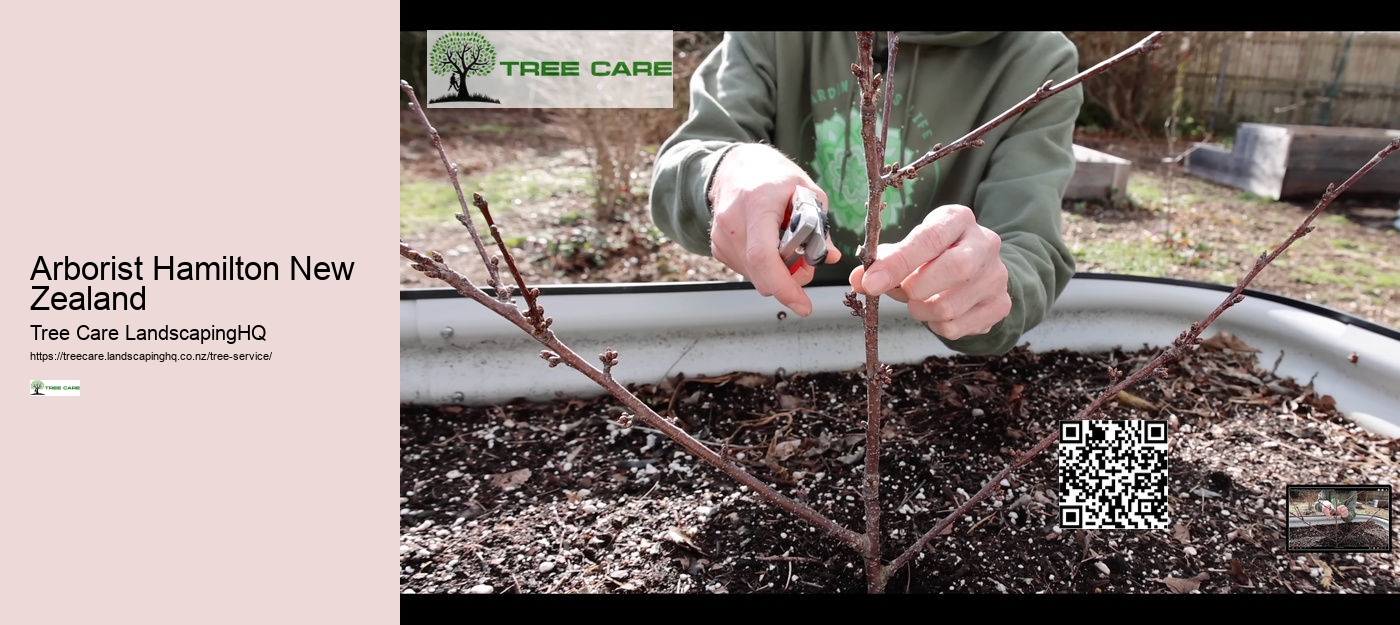 Plum Tree Care NZ