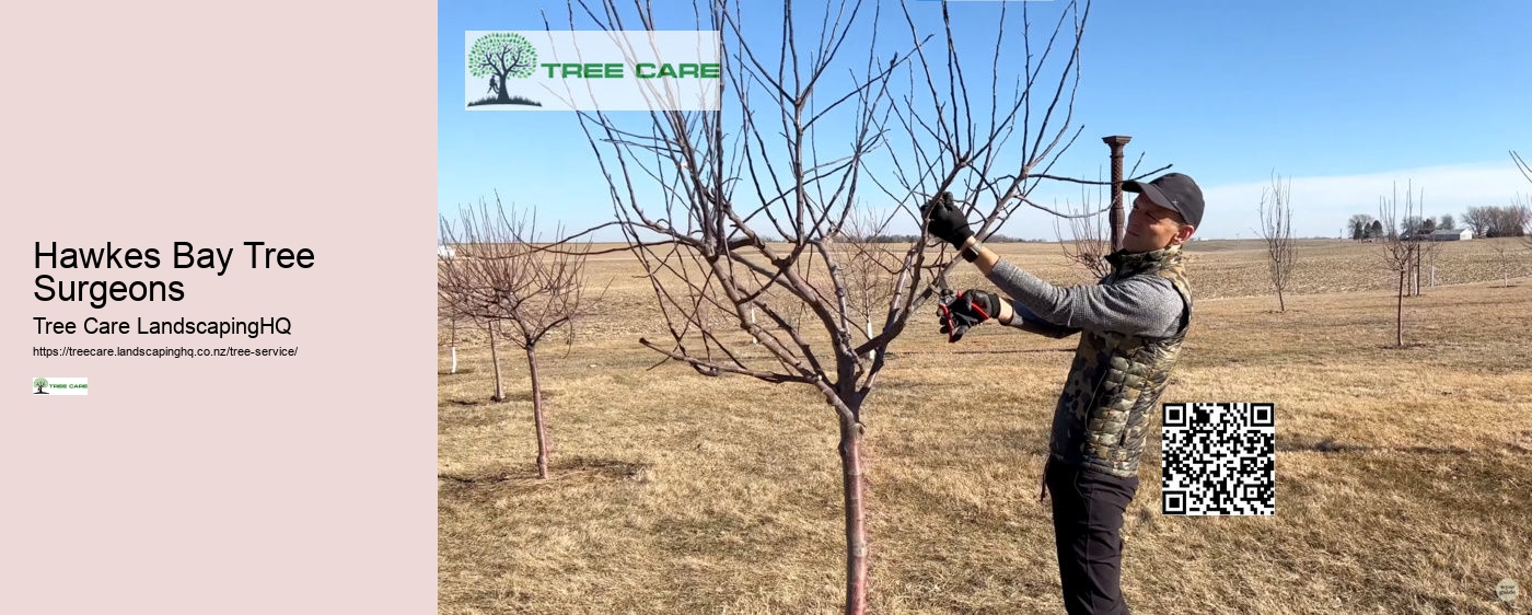 Hawkes Bay Tree Surgeons