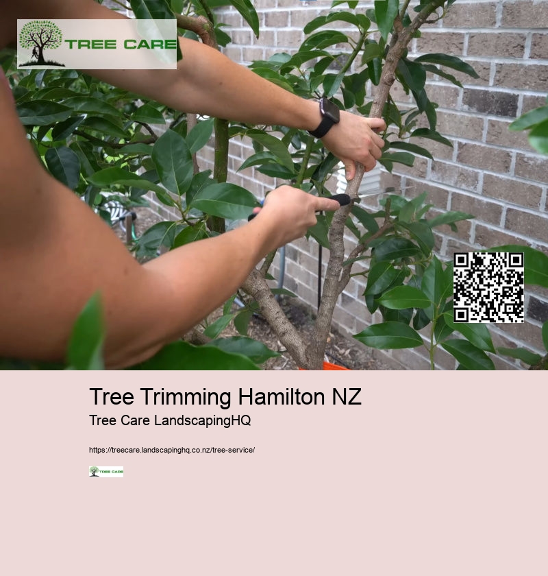 Tauranga Arborist